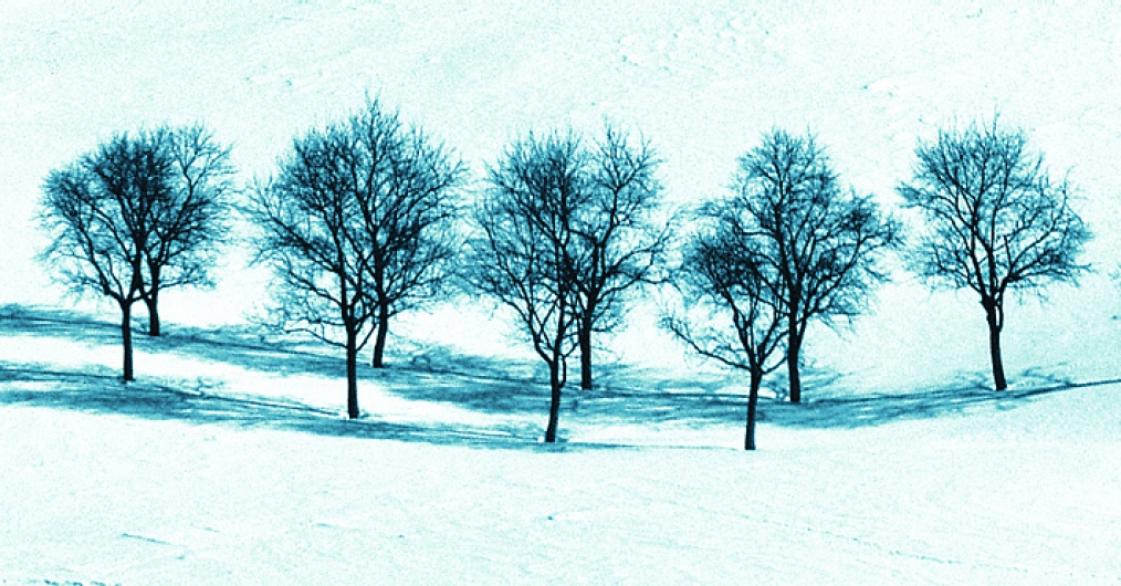 Grafika przedstawia rząd zimowych drzew. Gałęzie drzew pozbawione są liści, tło jest białe i oprószone śniegiem. Drzewa rzucają sinoniebieskie cienie. Całość utrzymana jest w chłodnej tonacji.
